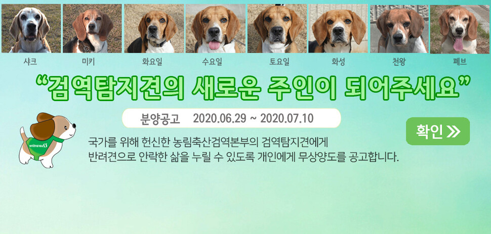 농림축산검역본부 인천공항센터에서 검역 탐지견으로 일했던 비글견 8마리가 새 가족을 찾는다. 농림축산검역본부 제공