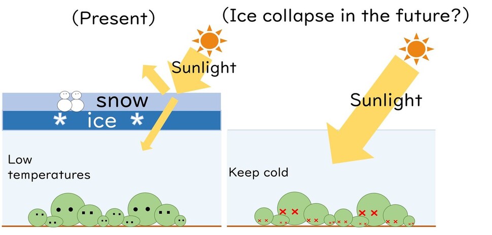 얼음과 눈이 직사광을 막아주는 현재의 모습(왼쪽)과 기후변화로 인해 결빙이 사라질 때의 모습 개념도. 오바라 아키나 외 (2022) ‘분자과학 국제 저널’ 제공.