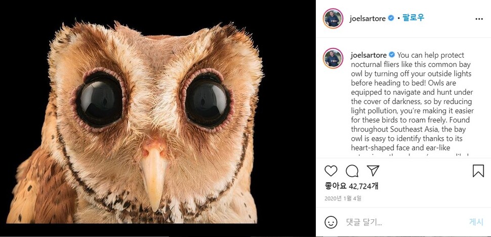 분석 대상이 된 냇지오에 올린 야생동물 사진가 조엘 사르토어의 올빼미 사진. 인스타그램 갈무리.