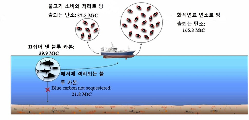 원양 어업에 의한 블루 카본 추출과 대기 속 이산화탄소 방출로 이어지는 과정. 1950∼2014 누적 총량. MtC는 탄소로 환산한 양(단위 100만t). 마리아니 외 (2020) ‘사이언스 어드밴시스’ 제공