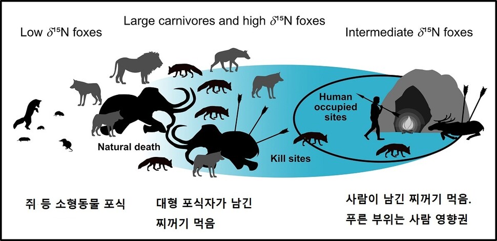 여우 뼈 콜라겐의 동위원소 분석으로 알아낸 여우 먹이활동의 세 유형. 대형 포식자 또는 사람이 있는 곳에선 그곳에서 먹이를 찾는다. 바우만 외 (2020) ‘플로스 원’ 제공