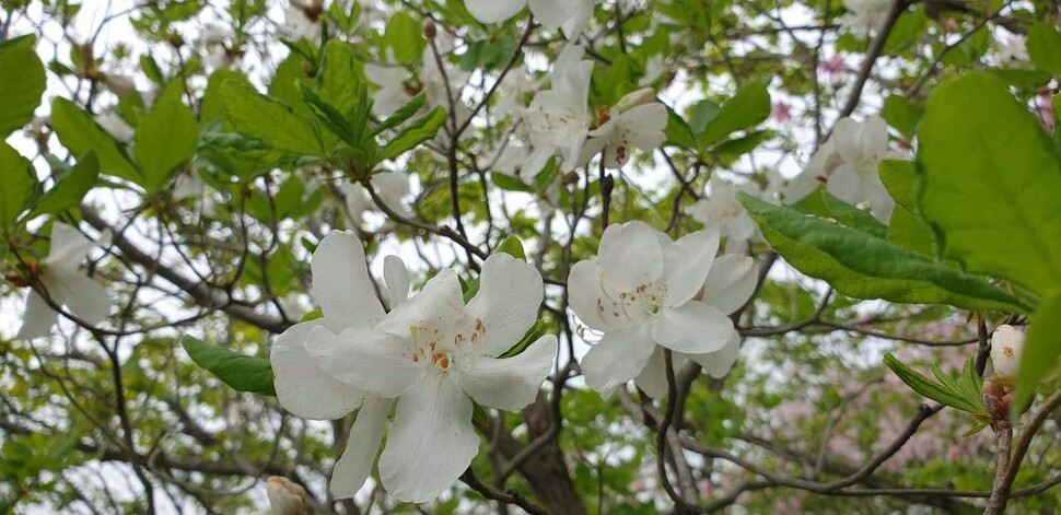 울산 가지산의 흰철쭉 꽃. 울산시 제공