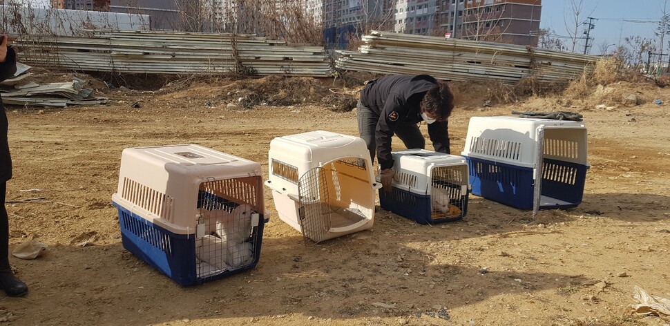 구조한 동물은 개별 건강상태 확인이 필수다. 구조된 강아지들이 캐리어 안에서 활동가들의 건강 확인을 기다리고 있다.사진 송지성 제공 구조한 동물은 개별 건강상태 확인이 필수다. 구조된 강아지들이 캐리어 안에서 활동가들의 건강 확인을 기다리고 있다.사진 송지성 제공