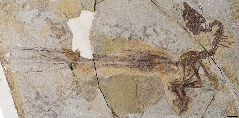 중국 동북부 랴오닝 성에서 발굴된 백악기초 고대 새의 화석. 비행에 지장을 줄 정도의 긴 꼬리가 이채롭다. 왕민 외 (2021) ‘커런트 바이올로지’ 제공.