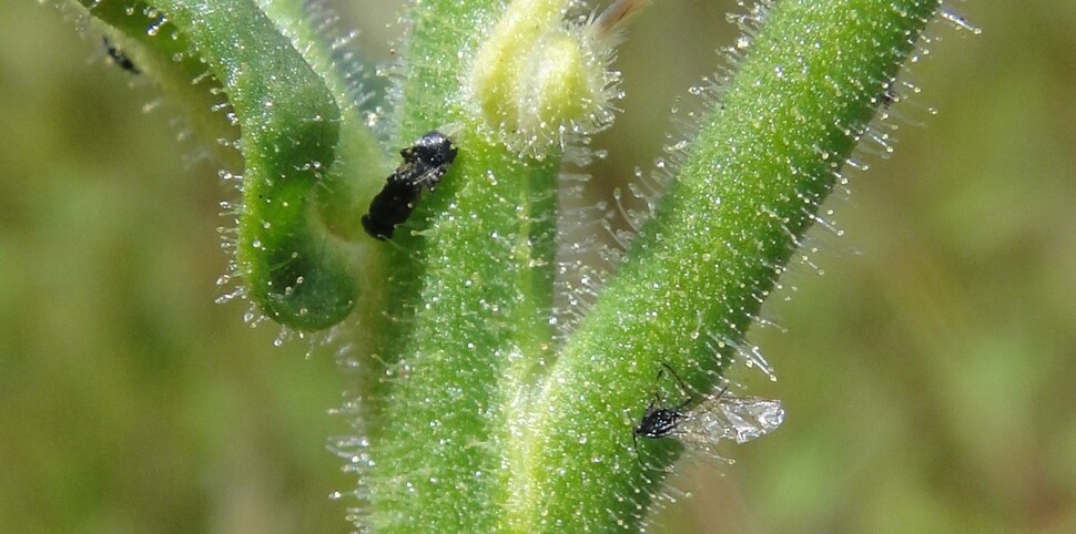 호주에서 발견된 야생담배 신종(Nicotiana insecticida)은 표면에 난 수많은 섬모에 점액을 분비해 곤충을 포획한다. 마르텐 크리스텐후스 제공.