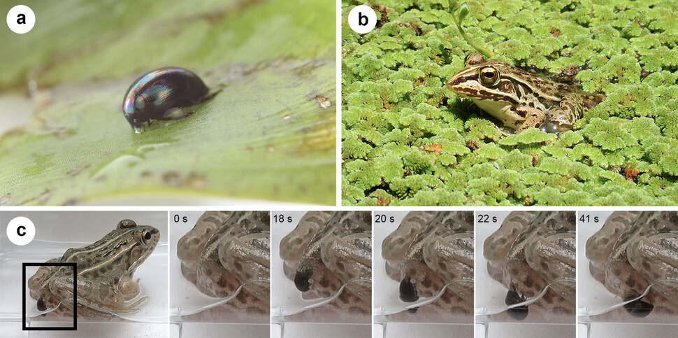 콩알물땡땡이(a), 참개구리(b), 참개구리 항문을 통해 물땡땡이가 탈출하는 모습(c). 고베대 제공.