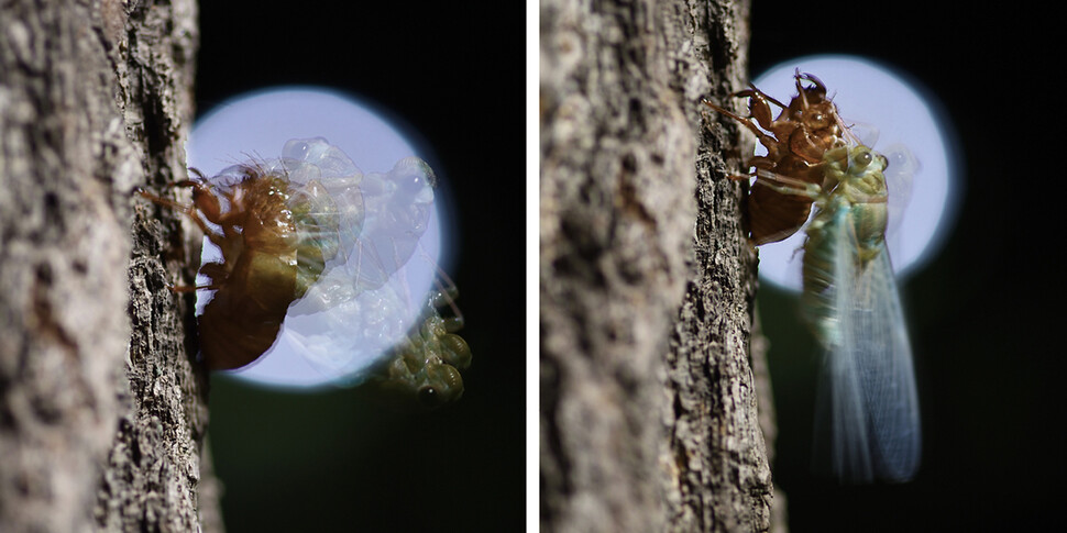 중복으로 촬영한 참매미의 날개돋이(우화) 과정.