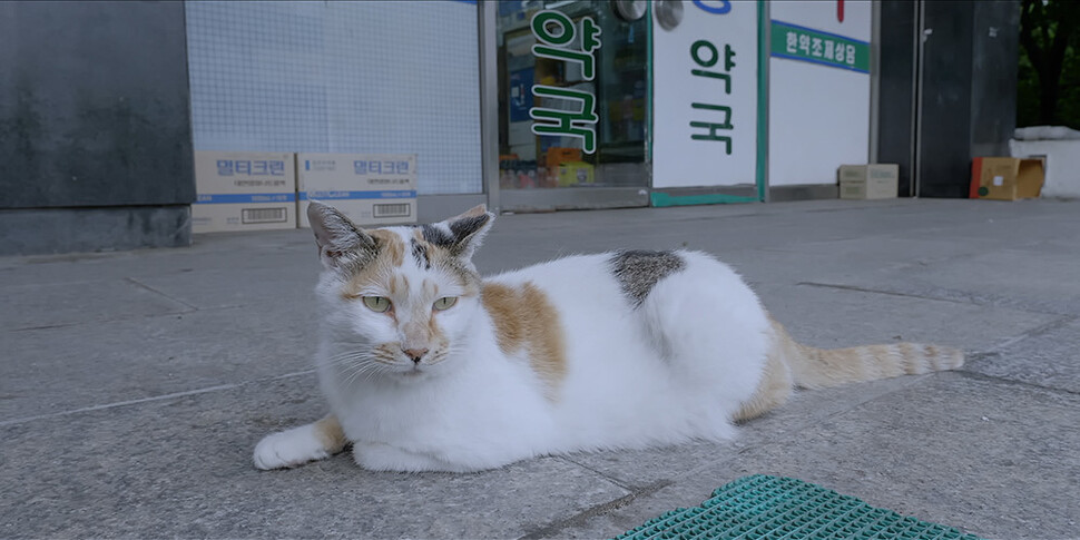 다큐영화 &lt;고양이들의 아파트&gt; 한 장면. 엣나인필름 제공