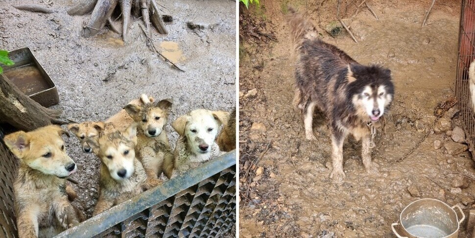 지난해 남양주시에서 발생한 개물림 사망사고는 인근 불법 개농장에서 사육하던 개가 탈출하며 발생했다. 카라 제공