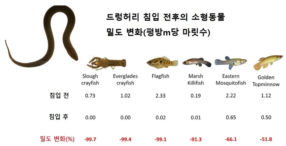 에버글레이즈국립공원에 드렁허리가 도입된 이후 토종 가재와 열대송사리과 소형 어류의 밀도 변화. 매슈 핀타 외 (2022) ‘종합 환경 과학’ 제공.