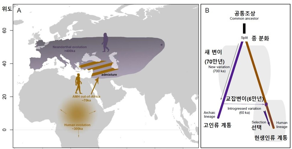 아프리카를 벗어난 현생인류는 네안데르탈인과의 교잡을 통해 온도와 햇빛의 일변화에 적응하는 형질을 얻었다. 교잡이 이뤄진 지역적 분포(A)와 시기(B)를 보여준다. 케일라 벨라스케스-아르셀레이 외 (2023) ‘바이오아카이브’ 제공.