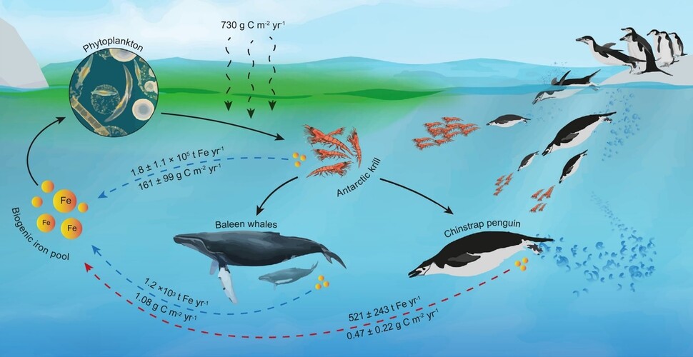 남극해의 철 순환과 탄소 흡수량. 크릴, 수염고래, 턱끈펭귄 순으로 많은 탄소를 흡수한다. 올렉 벨랴예프 외 (2023) ‘네이처 커뮤니케이션즈’ 제공.