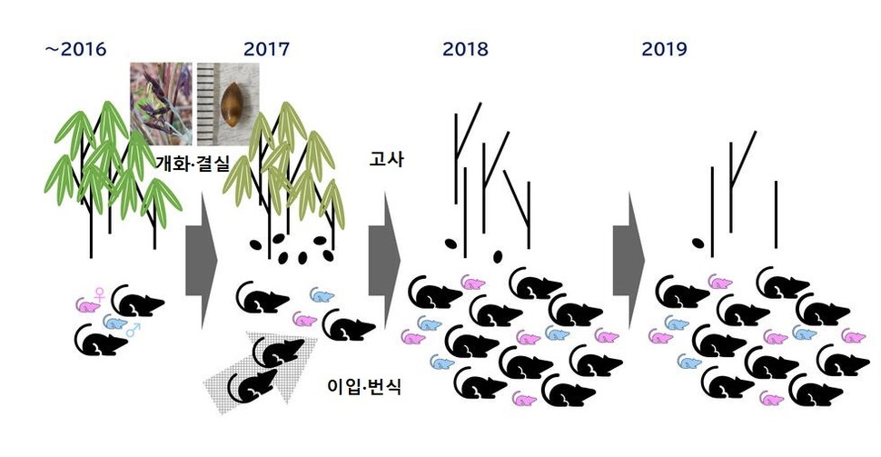 조릿대가 개화하고 말라죽으면서 영양가 풍부한 씨앗을 맺자 인근의 들쥐들이 몰려들어 번식해 대발생하는 과정. 스즈키 하나미 외 (2022) ‘생태학적 과정’ 제공.