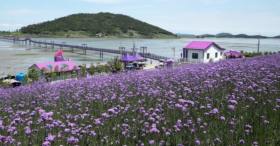 지난 6월8일 전남 신안군 안좌면 퍼플섬에 보라색 버들마편초꽃이 만개해 있다. 버들마편초는 버들잎처럼 좁은 잎 모양 형태와 긴 꽃대 끝에 꽃이 달려서 '마편' 즉 말채찍처럼 생겼다 해서 버들마편초라는 이름이 붙여졌다. 신안/연합뉴스