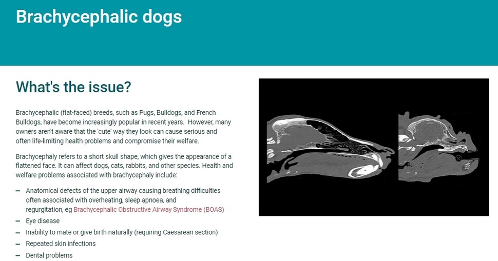 영국왕립수의협회는 단두종 개들이 호흡 곤란, 안구 질환, 치아 부정교합, 자연적 출산불가 등의 건강 문제를 앓고 있다고 경고한다. 영국왕립수의협회 누리집 갈무리