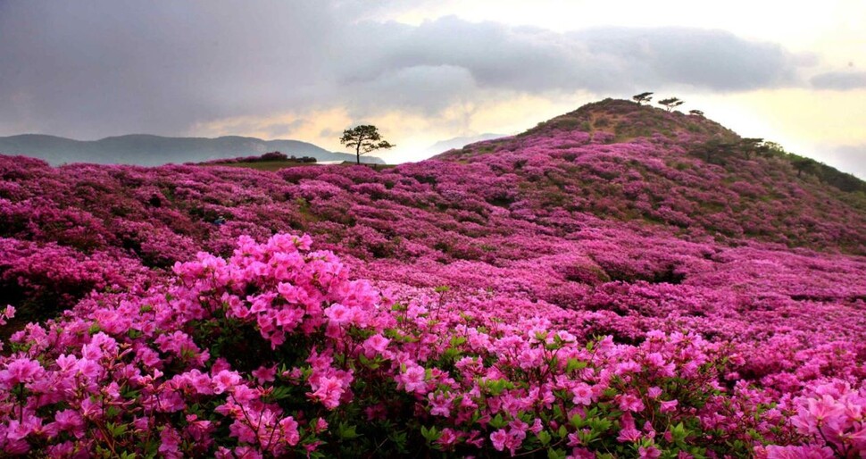 경남 합천 황매산.