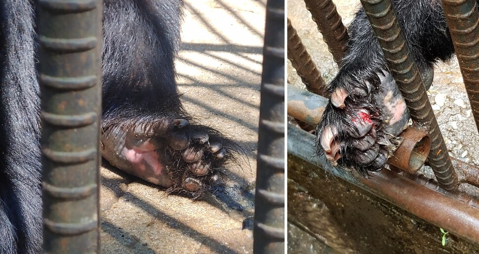 콘크리트 바닥에서 생활하는 탓에 발 건강이 좋지 않은 곰들이 있었다. 곰 보금자리프로젝트 제공