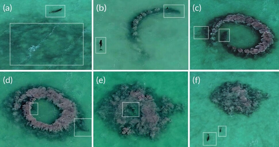 새로운 사냥법 순서. 큰돌고래 어미와 새끼(네모)가 최근 만들어진 흙탕물 고기 흔적 옆에서 사냥에 나선다(a). 새끼가 밖에서 기다리는 동안 어미가 빠르게 흙탕물을 일으킨다(b). 고리가 거의 완성되자 새끼가 흙탕물 안으로 들어온다(c). 돌고래 두 마리가 흙탕물 안에서 빠르게 헤엄치고 바닥을 치면서 먹이를 잡는다(d). 흙탕물이 퍼져 나간다(e). 두 마리가 다른 사냥 장소로 이동한다(f). 드론 촬영. 에릭 라모스 외 (2021) ‘해양 포유류학’ 제공.