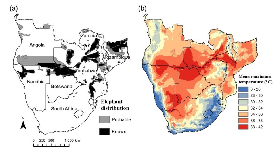 사바나코끼리의 서식지(왼쪽)와 최고 기온. 코끼리가 사는 곳이 온도가 높은 걸 보여준다. 허먼 폰처 외 (2020) ‘왕립학회 공개과학’ 제공.