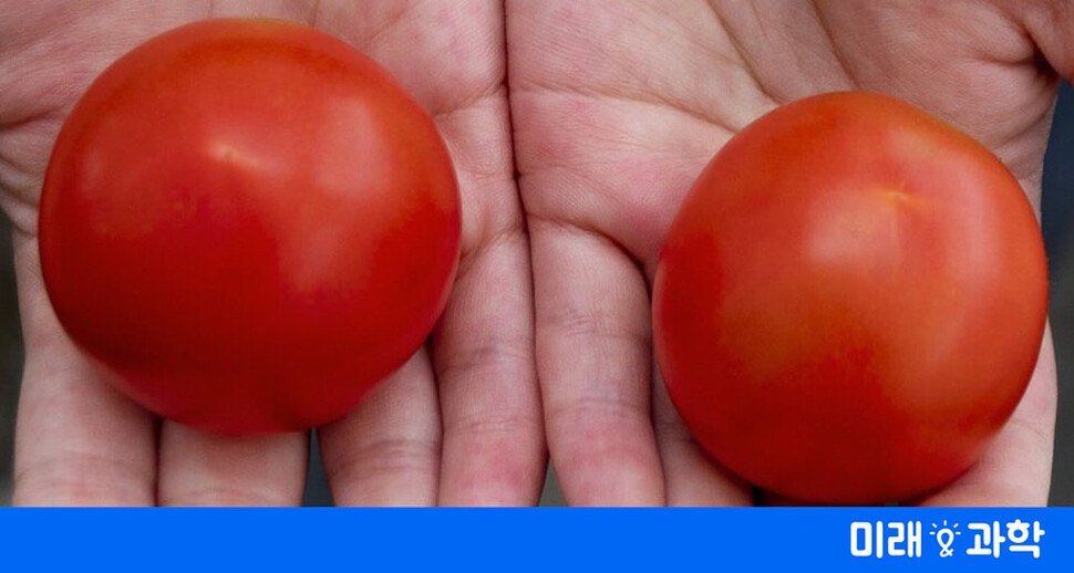 10억명이 부족한 비타민D…유전자 편집 토마토로 보충할까
