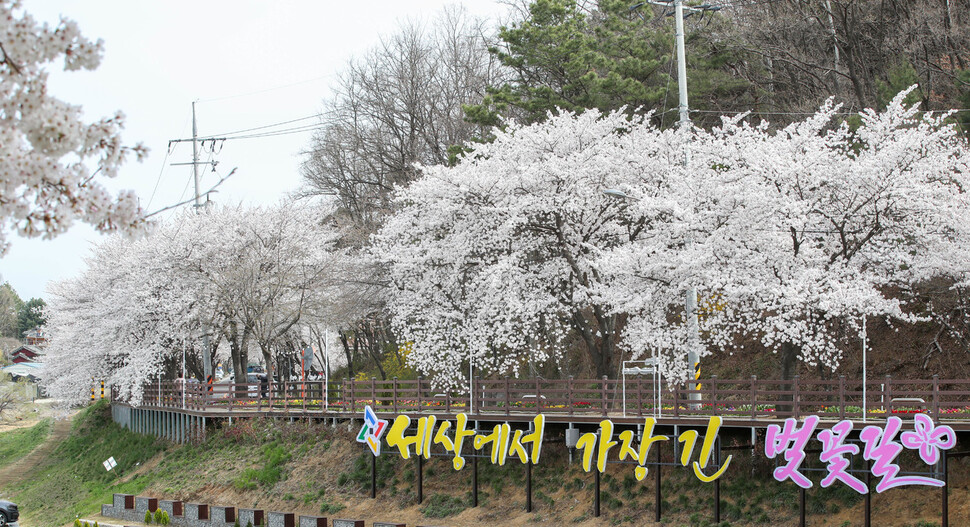 지난 30일 벚꽃이 만발한 대전 동구 대청도 벚꽃길 모습. 대전 동구청 제공