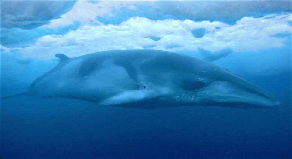 밍크고래가 남극해 바다얼음 조각 아래를 헤엄치고 있다. 뉴질랜드 남극청 동영상 갈무리