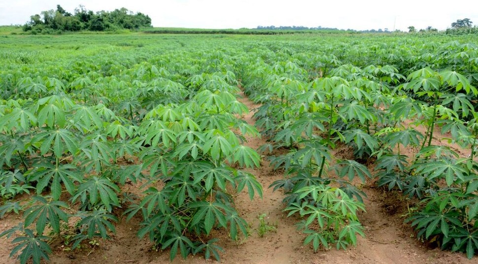 한상기 박사가 개량한 내병다수성 카사바는 현재까지 내병성을 유지해 나이지리아에서 약 500만㏊에 걸쳐 재배되고 있다. 에피스테메 제공