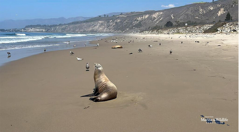도모산 사태가 이어지던 지난여름 캘리포니아 해변. 바다사자들이 쓰러져있거나 앉아있다. 해양 야생동물 연구소 누리집.