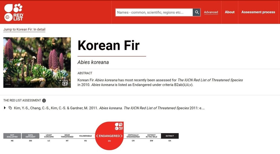 세계자연보전연맹(IUCN)이 멸종 위기종으로 지정한 구상나무. IUCN 누리집 갈무리