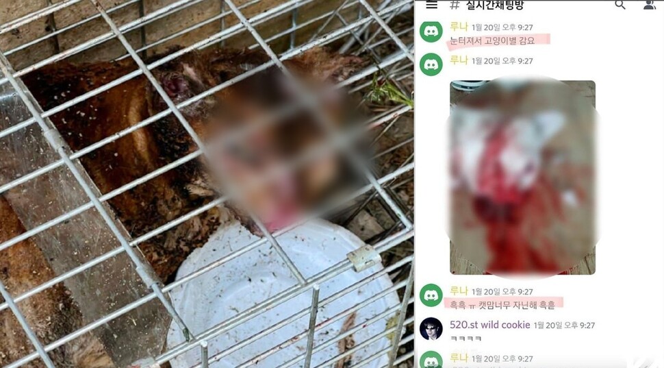 디시인사이드 ‘고양이 방화 학대사건’(사진 왼쪽)이 경찰 수사 중인 가운데 오픈채팅을 통해 동물학대를 논의하고 학대 사진, 영상 등을 공유하는 ‘제2의 고어전문방’이 등장해 논란이다. 카라 제공