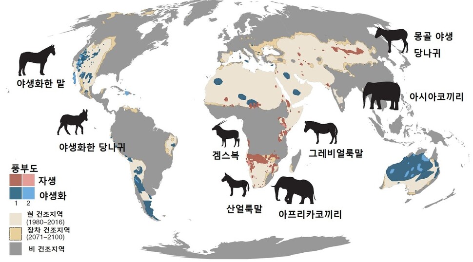 사막 등 건조지역에서 샘을 파는 세계의 대형 초식동물들. 에릭 룬드그렌 외 (2021) ‘사이언스’ 제공. ※ 이미지를 누르면 크게 볼 수 있습니다.