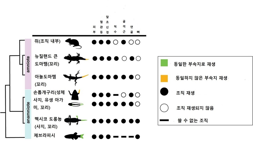 다양한 척추동물의 재생 능력 비교. 신디 수 외(2020) ‘사이언티픽 리포츠’ 제공.