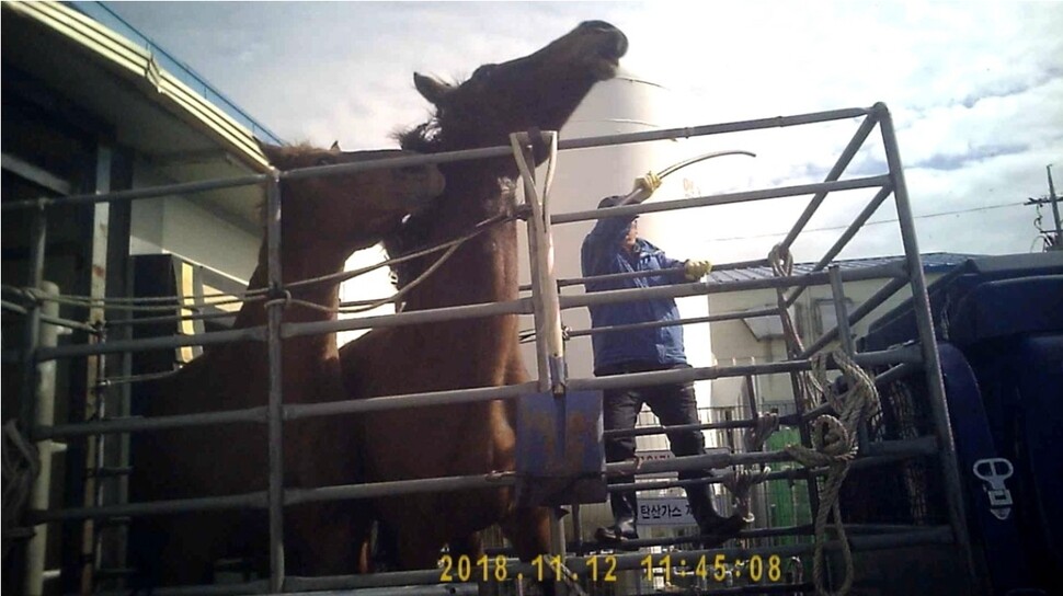 지난해 5월 제주시 애월읍 축협축산물공판장에 실려 온 경주마들이 폭행당하고, 도축되는 장면이 공개돼 동물학대 논란이 일었다. 페타 제공