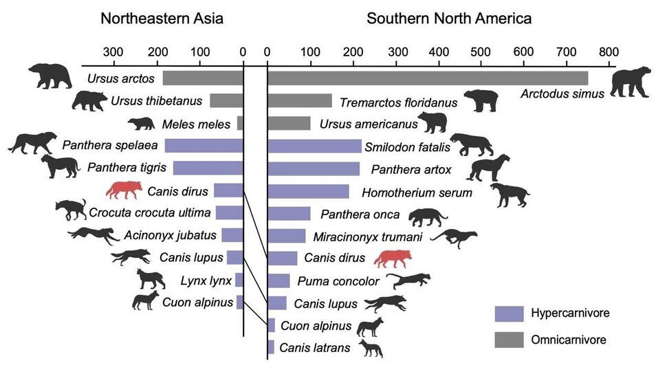 마지막 빙하기 동안 동북아(왼쪽)와 북미의 중·대형 포식자 비교. 동북아에는 다이어울프(붉은색)와 비슷한 크기의 점박이하이에나가 살았지만 북미에는 포식자는 훨씬 다양했지만 다이어울프의 경쟁자는 따로 없었다. 류 단 외 (2020) ‘쿼터너리 인터내셔널’ 제공