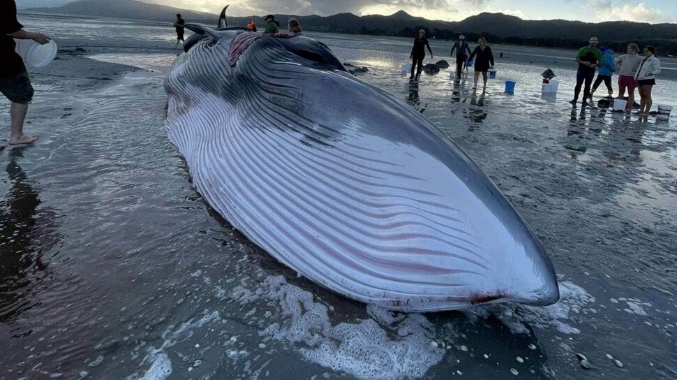 뉴질랜드 해변 모래톱에 걸린 보리고래. 트위터 캡쳐