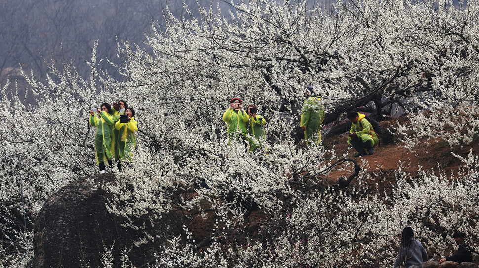 봄비가 내린 12일 오전 전라남도 광양시 다압면 매화마을 일대에서 열린 제22회 광양 매화축제를 찾은 시민들이 비옷을 입은 채 꽃사진을 찍고 있다. 백소아 기자