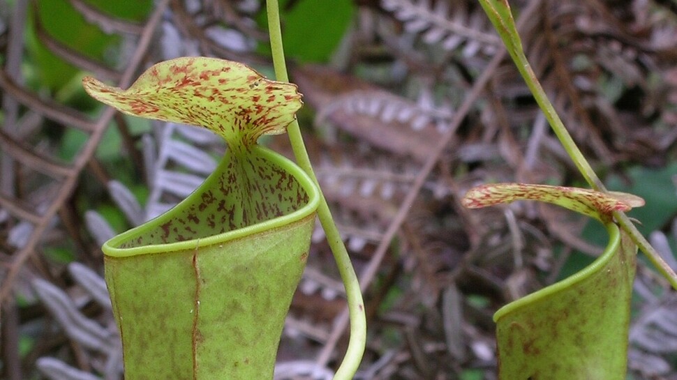 동남아에 흔한 벌레잡이통풀 네펜테스 그라킬리스(Nepenthes gracilis)의 뚜껑은 단순히 단순히 사냥의 보조물이 아니라 빗방울 에너지를 이용하는 중요 도구이다. 울리케 바우어 제공.