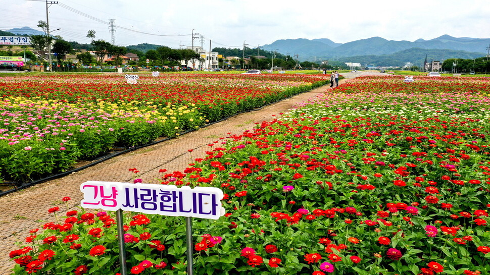 옛 제천비행장에 조성된 꽃밭. 제천시 제공