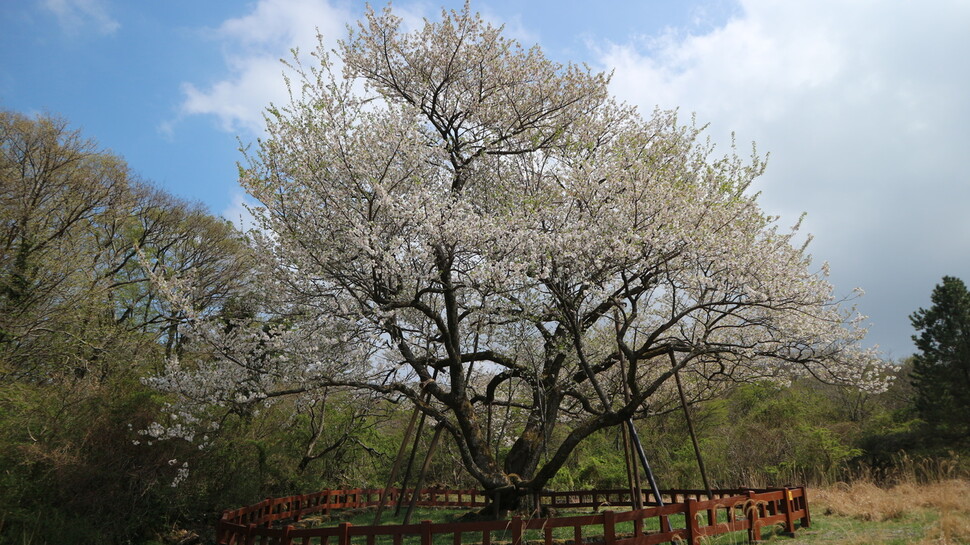 제주 봉개동의 자생 왕벚나무. 국립수목원 제공