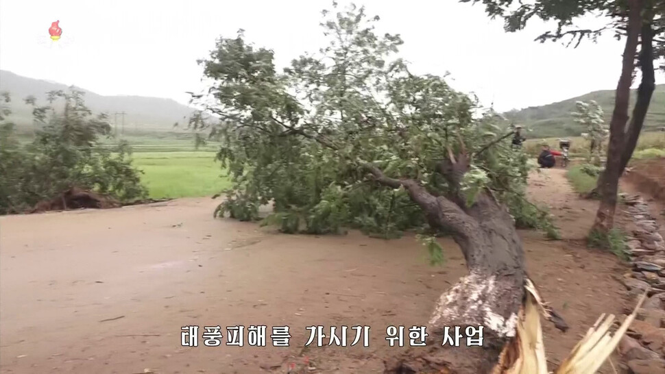 북한 &lt;조선중앙텔레비전&gt;이 9월8일 태풍 \'링링\'의 피해 소식을 전하고 있다. 강풍에 나무가 쓰러진 모습. 연합뉴스