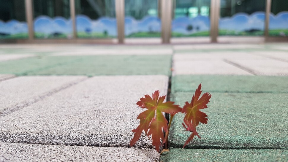 4월10일 텅 빈 학교를 둘러보던 임성무 교사가 보도블록 틈새에 싹을 틔운 ‘아기 단풍’을 찍어 학급 밴드에 올렸다. “만약 우리가 학교에 왔으면 다 밟혀서 죽었을지도 몰라. 개학하면 어디 옮겨주자.” 강림초 5학년 1반 제공