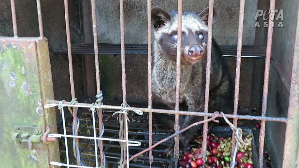 세계에서 가장 비싼 커피라고 불리는 ‘코피루왁’은 야생 사향고양이를 포획해 생산된다. 페타 아시아 제공