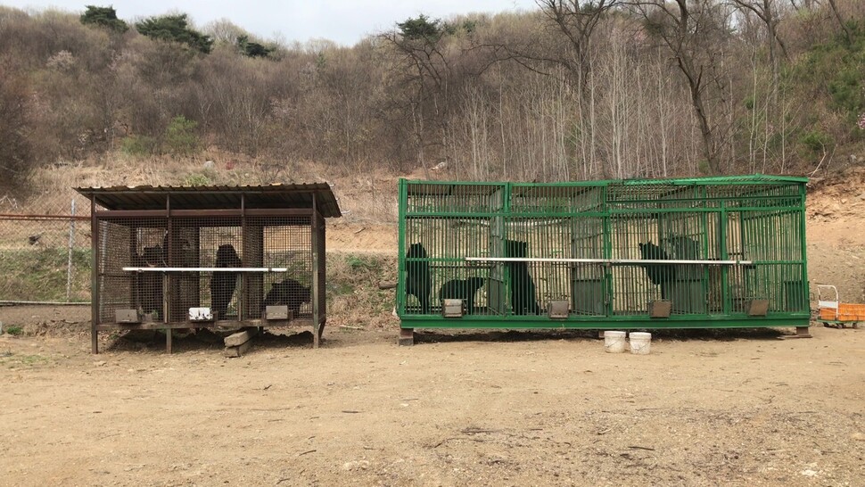 불법증식된 반달가슴곰 사육현장. 녹색연합 제공