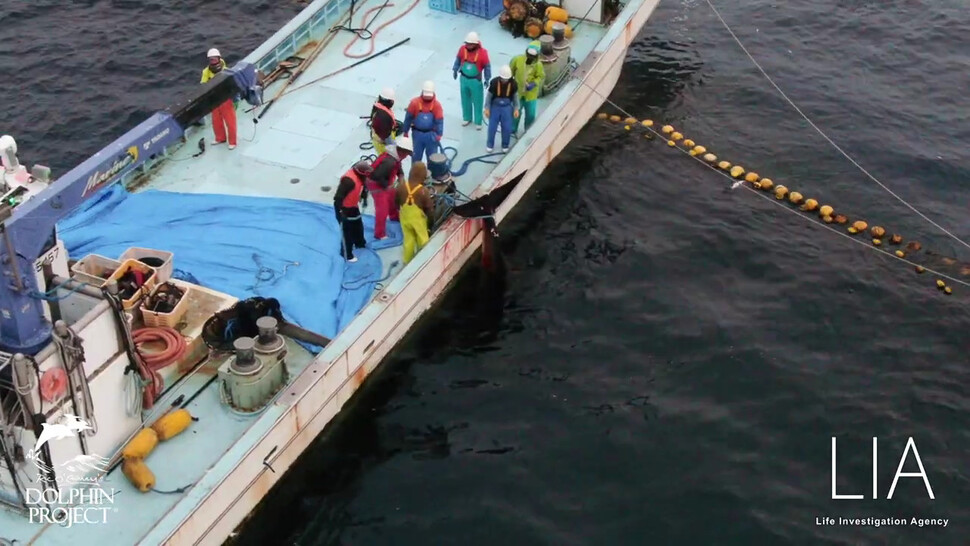 지난해 '돌고래 학살'로 악명높은 일본 와카야마현 다이지 마을에서 혼획됐던 밍크고래가 결국 1월11일 도살됐다. LIA 영상 갈무리