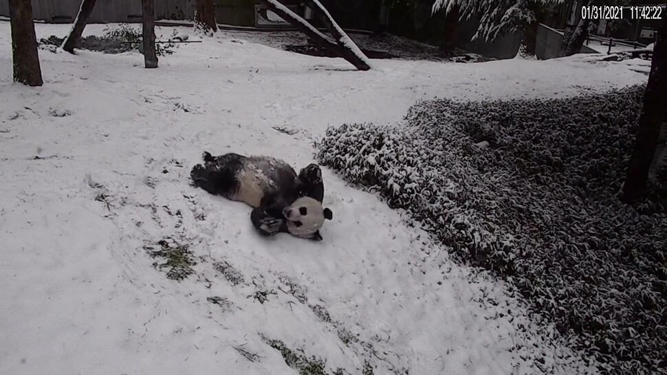 미국 스미소니언 국립동물원에서 눈밭을 즐기는 자이언트 판다의 모습이 포착됐다. 스미소니언 동물원 유튜브 갈무리