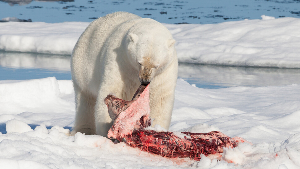 턱수염물범을 사냥해 먹는 북극곰. 위키미디어 코먼스 제공.