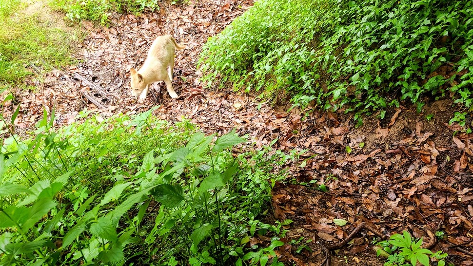 사고 현장 인근에서는 목줄 없는 백구 한 마리도 발견됐다. 백구는 주변을 자신의 ‘영역’으로 알고 맹렬히 지키고 있었다.