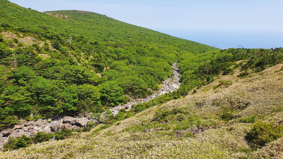 제주 한라산 국립공원 내 제주산버들 자생지. 제주도 세계유산본부 제공