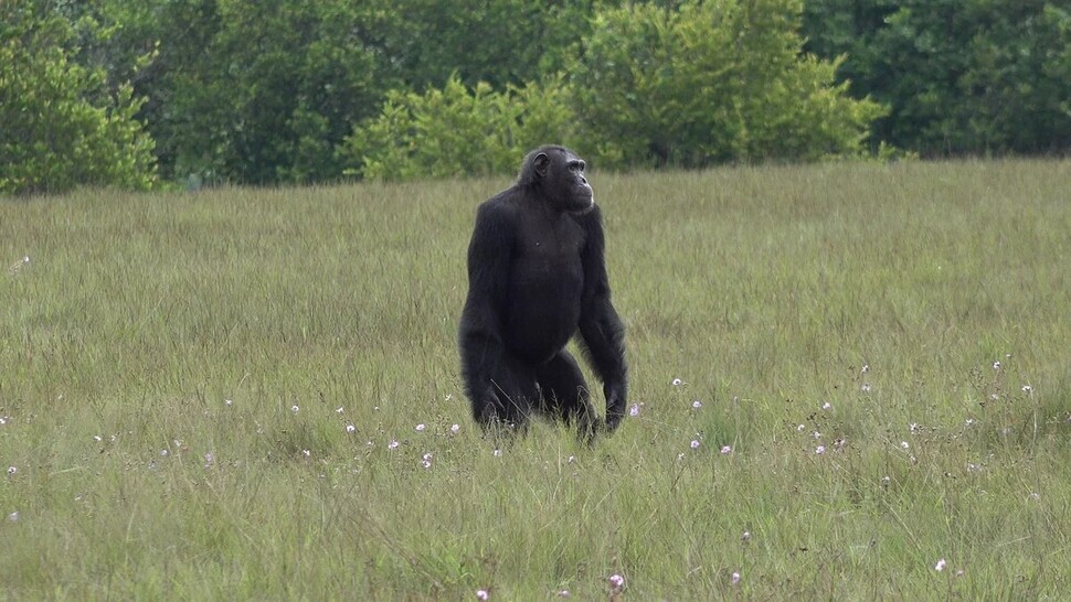 로앙고 국립공원에서 장기 연구대상인 침팬지 무리의 성체 수컷. 토비아스 데슈너, 로앙고 침팬지 프로젝트 제공