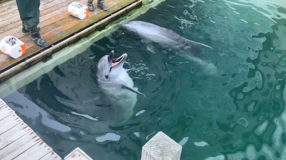 제주 서귀포시 고래체험시설 마린파크의 마지막 돌고래 ‘화순이’가 지난 13일 폐사한 것이 뒤늦게 알려졌다. 사진은 마린파크 야외 수조에서 찍힌 화순이의 모습. 사진 핫핑크돌핀스 제공
